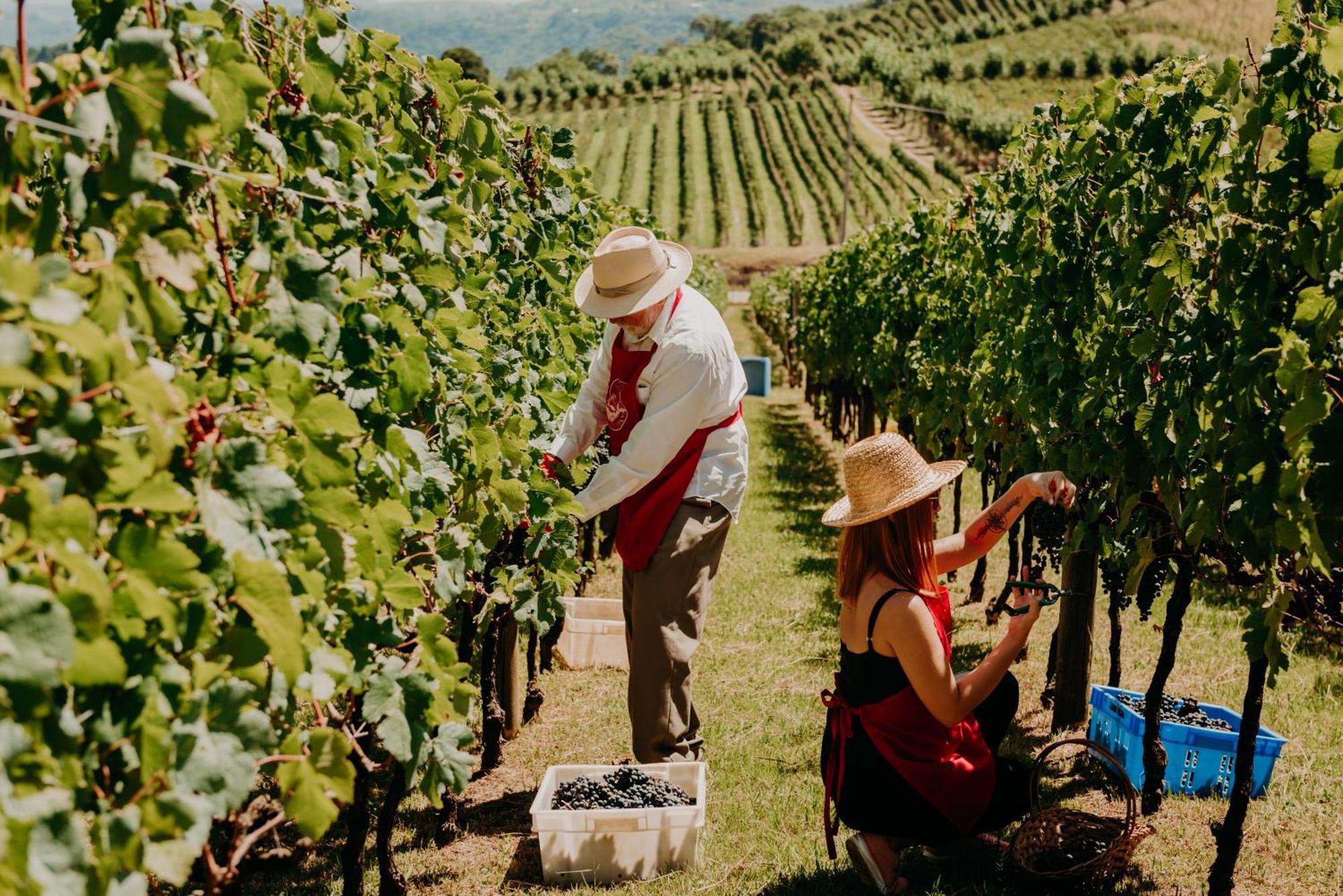 Spa Do Vinho Condominio Vitivinicola Bento Gonçalves Esterno foto Harvesting grapes in the Okanagan Valley